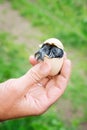 Chick hatching in womanÃ¢â¬â¢s hand